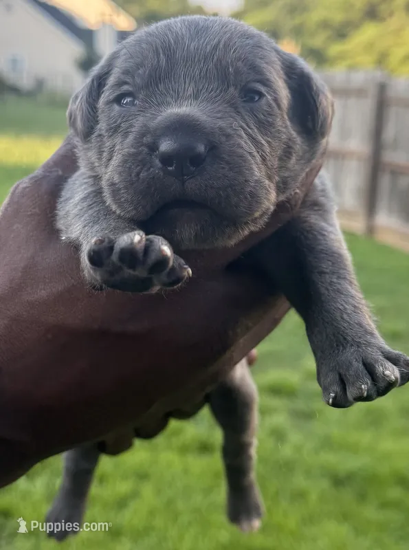 Brindle Male 1 – Cane Corso puppy for sale in Senoia, GA