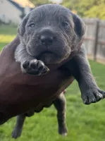 Brindle Male 1, a male Cane Corso for sale in Senoia, GA – 1 of 4