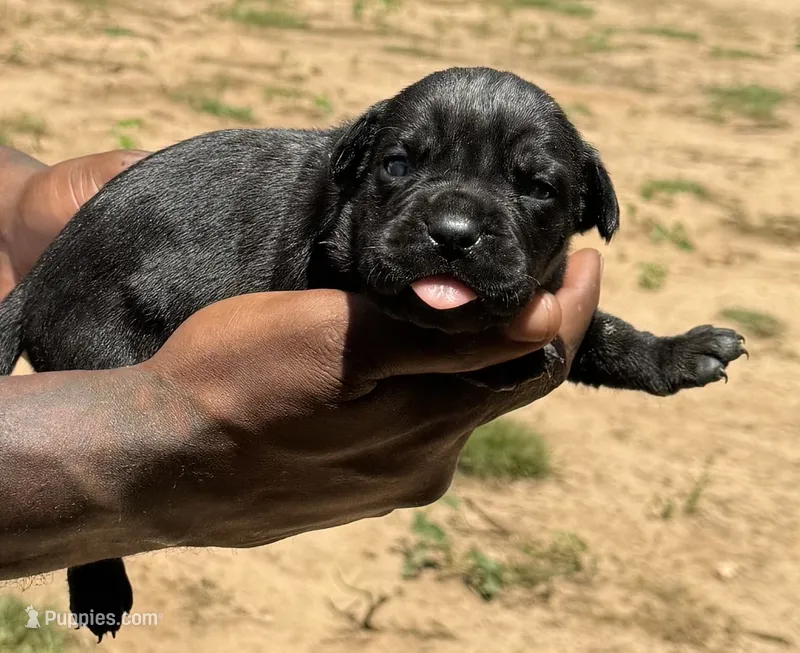 Black Female – Cane Corso puppy on hold in Senoia, GA