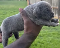 Brindle Female 3, a female Cane Corso for sale in Senoia, GA – 3 of 6