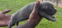 Brindle Male 1, a male Cane Corso for sale in Senoia, GA – 2 of 4
