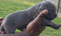 Brindle Male 3, a male Cane Corso for sale in Senoia, GA – 4 of 7