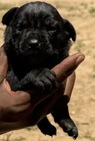 Black Female, a female Cane Corso for sale in Senoia, GA – 3 of 3