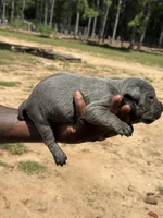 Blue Female, a female Cane Corso for sale in Senoia, GA – 2 of 3