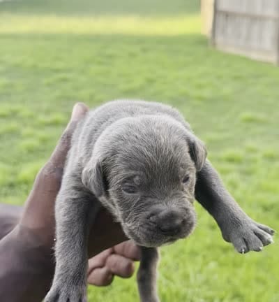 Brindle Male 1, a male Cane Corso for sale in Senoia, GA – 4 of 4