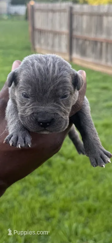 Blue Male 6 – Cane Corso puppy for sale in Senoia, GA