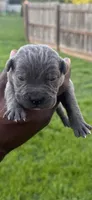 Blue Male 6, a male Cane Corso for sale in Senoia, GA – 1 of 5