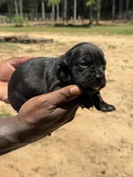 Black Male 1, a male Cane Corso for sale in Senoia, GA – 2 of 3