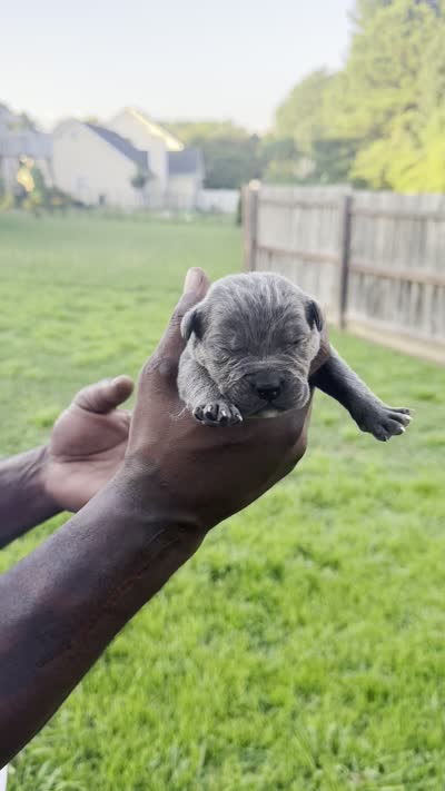 Blue Male 6, a male Cane Corso for sale in Senoia, GA – 5 of 5