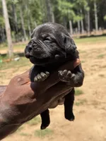 Black Male 1, a male Cane Corso for sale in Senoia, GA – 3 of 3
