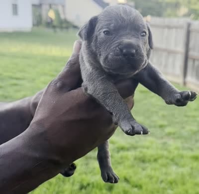 Blue Male 2, a male Cane Corso for sale in Senoia, GA – 3 of 3
