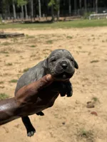 Blue Male, a male Cane Corso for sale in Senoia, GA – 3 of 4