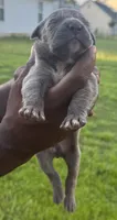 Brindle Male 4, a male Cane Corso for sale in Senoia, GA – 4 of 5