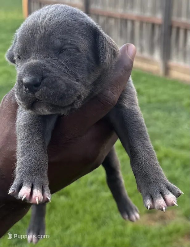 Blue Male 3 – Cane Corso puppy for sale in Senoia, GA