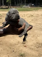 Blue Male, a male Cane Corso for sale in Senoia, GA – 4 of 4