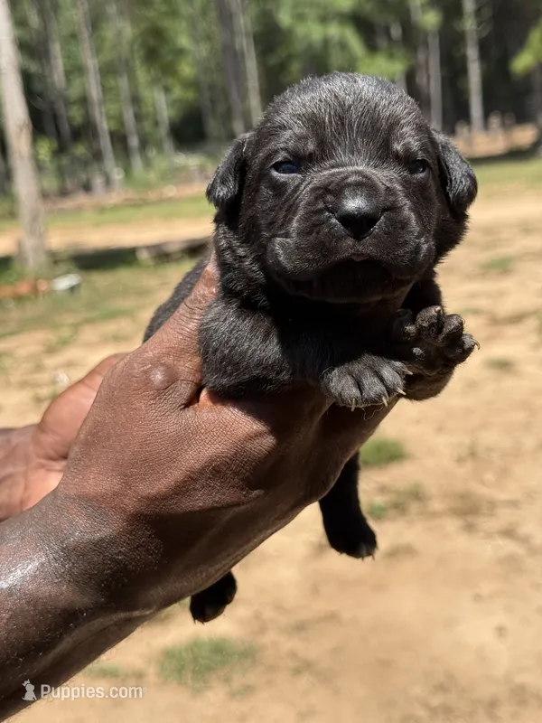Black Male 2 – Cane Corso puppy for sale in Senoia, GA