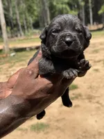 Black Male 2, a male Cane Corso for sale in Senoia, GA – 1 of 3