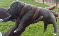 Blue Male 3, a male Cane Corso for sale in Senoia, GA – 3 of 5