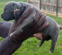 Brindle Female 3, a female Cane Corso for sale in Senoia, GA – 4 of 6