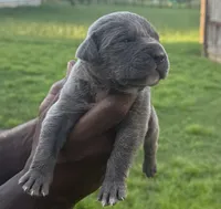 Brindle Male 2, a male Cane Corso for sale in Senoia, GA – 5 of 6