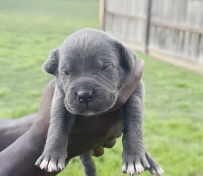 Blue Male 3, a male Cane Corso for sale in Senoia, GA – 5 of 5