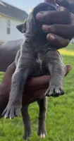 Brindle Male 1, a male Cane Corso for sale in Senoia, GA – 3 of 4