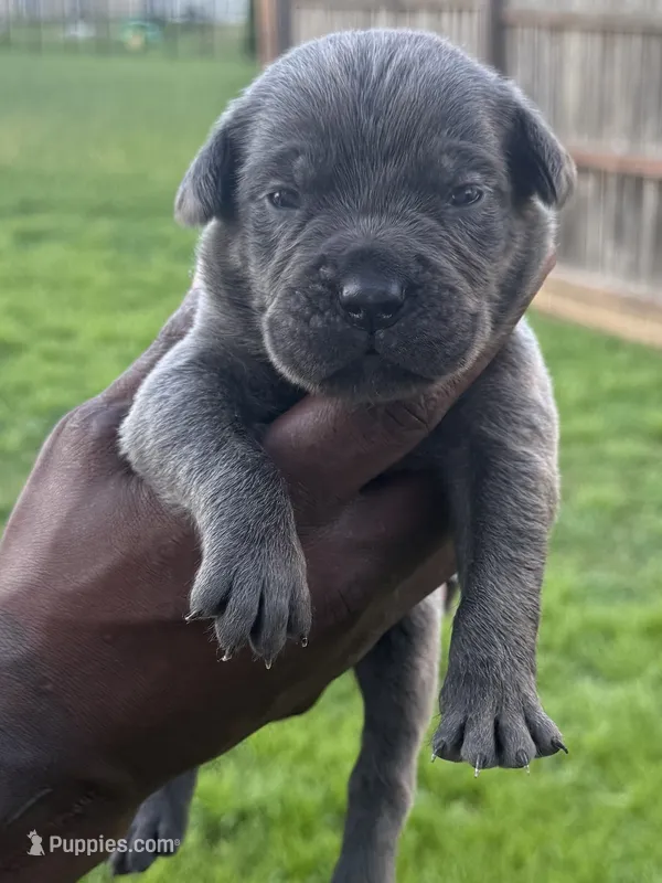 Blue Male 4 – Cane Corso puppy for sale in Senoia, GA