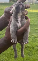 Brindle Male 2, a male Cane Corso for sale in Senoia, GA – 3 of 6