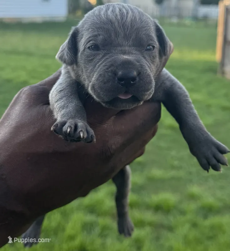 Blue Female 2 – Cane Corso puppy for sale in Senoia, GA