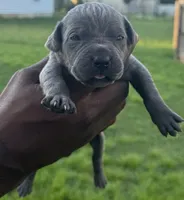 Blue Female 2, a male Cane Corso for sale in Senoia, GA – 1 of 4