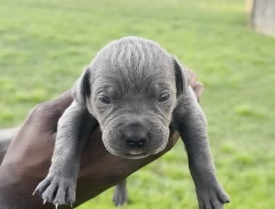 Blue Female 2, a male Cane Corso for sale in Senoia, GA – 4 of 4