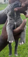 Brindle Female 3, a female Cane Corso for sale in Senoia, GA – 5 of 6