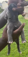 Blue Male 3, a male Cane Corso for sale in Senoia, GA – 4 of 5