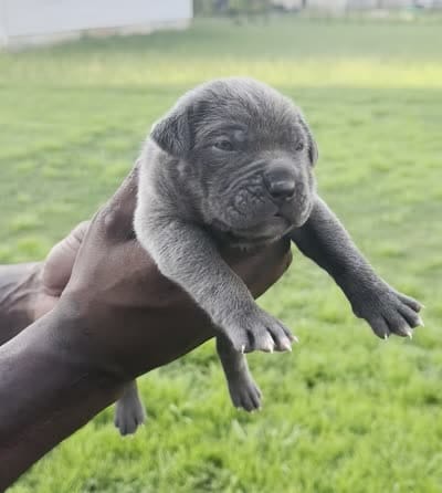 Blue Male 1, a male Cane Corso for sale in Senoia, GA – 4 of 4