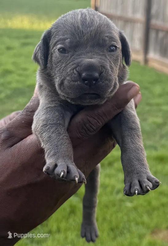 Blue Male 2 – Cane Corso puppy for sale in Senoia, GA