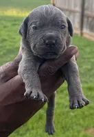 Blue Male 2, a male Cane Corso for sale in Senoia, GA – 1 of 3