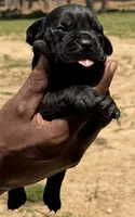 Black Female, a female Cane Corso for sale in Senoia, GA – 2 of 3