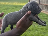 Blue Male 2, a male Cane Corso for sale in Senoia, GA – 2 of 3