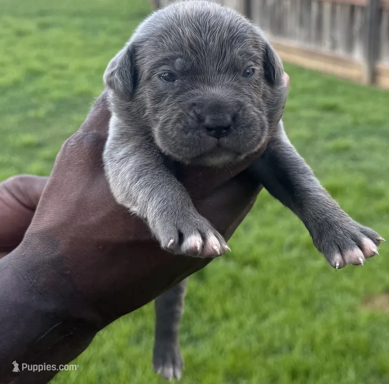 Brindle Female 3 – Cane Corso puppy for sale in Senoia, GA