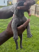 Blue Male 4, a male Cane Corso for sale in Senoia, GA – 5 of 6