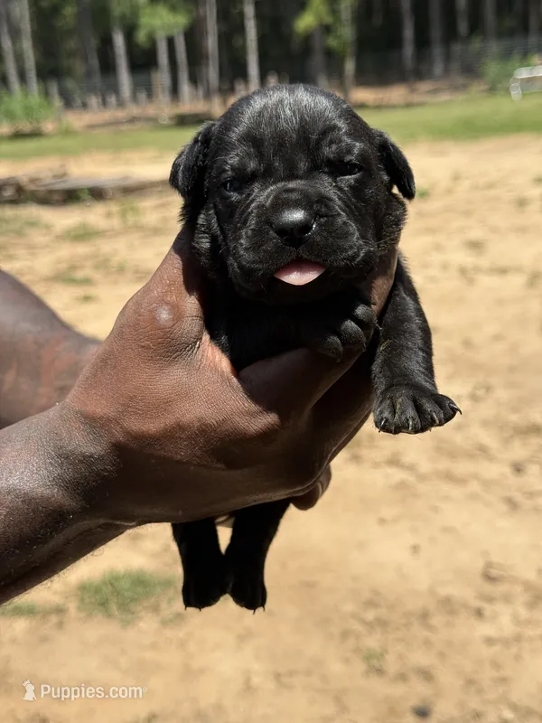 Black Male 1 – Cane Corso puppy for sale in Senoia, GA