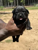Black Male 1, a male Cane Corso for sale in Senoia, GA – 1 of 3