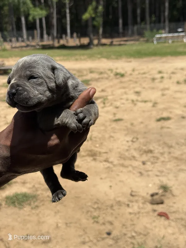Blue Male – Cane Corso puppy for sale in Senoia, GA