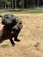 Blue Male, a male Cane Corso for sale in Senoia, GA – 1 of 4