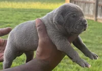 Blue Male 1, a male Cane Corso for sale in Senoia, GA – 3 of 4