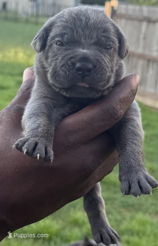 Brindle Female 1 – Cane Corso puppy for sale in Senoia, GA