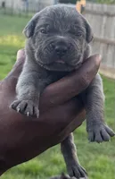 Brindle Male 3, a male Cane Corso for sale in Senoia, GA – 1 of 7