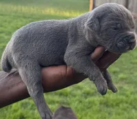 Brindle Male 3, a male Cane Corso for sale in Senoia, GA – 2 of 7