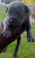 Blue Male 4, a male Cane Corso for sale in Senoia, GA – 2 of 6