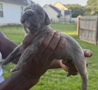 Brindle Male 2, a male Cane Corso for sale in Senoia, GA – 4 of 6